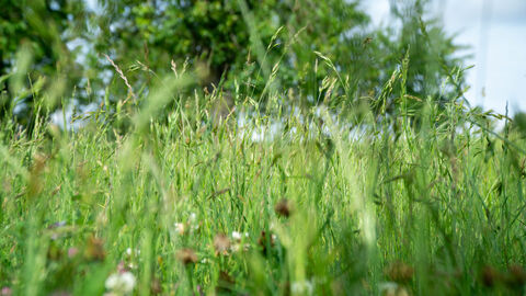Blühflächen auf der Streuobstwiese