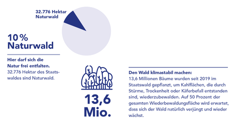 Grafik Wald: Auf rund 10% der Waldfläche darf sich die Natur als "Naturwald" frei entfalten. Rund 13,6 Millionen Bäume wurden seit 2019 insgesamt gepflanzt.